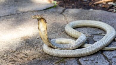 Universidad y parques cerrados… Se busca una cobra venenosa cerca de Toulouse Universidad y parques cerrados… Se busca una cobra venenosa cerca de Toulouse